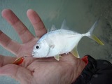 20120201mekki2