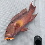 nagaju