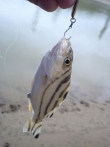 kuwagana20110508
