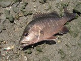 kasubi20110422