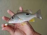 kurohoshi20110507