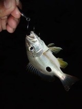 kurohoshi20110427-2