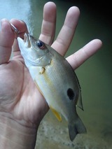 kurohoshi20110508-2