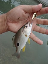 kurohoshi20110521-2
