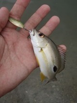 kurohoshi20110521-1