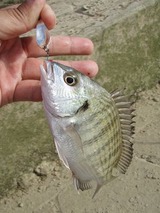 chin20110604