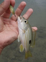 yamatobi20110521-1
