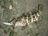 mibai20110428-4