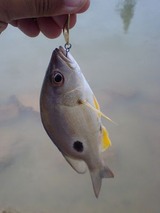 kurohoshi20110508-1