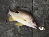 kurohoshi20110501