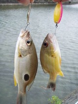 kurohoshi20110430