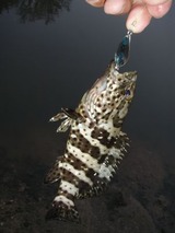 mibai20110427-2
