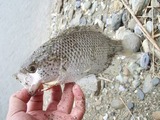 20120207mikiyu