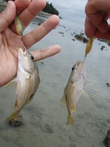 yamatobi20110521-3