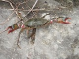 joe-kani20110520