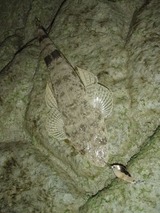 20120201kochi1