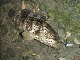 mibai20110427