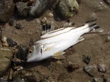kuwagana20110418-08