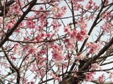 20120205sakura