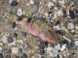 ojisan20110430-1