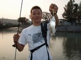 shima-kuwagana20110415
