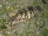mibai20110415-2
