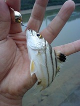 kuwagana20110513-1