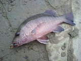 kasubi20110513
