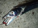 popper70-4