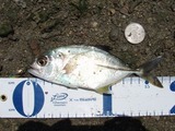 mekki20110422