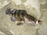 mibai20110507-1