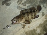 mibai20110506-2