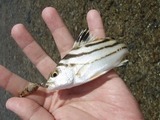 kuwagana20110418-05