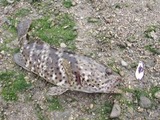 mibai20110428-2