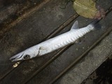 kamasu20110507