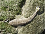 20120206kochi2