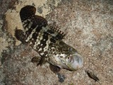 mibai20110502