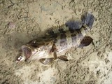mibai20110507-2