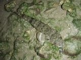 kochi20110427