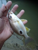 kurohoshi20110513