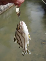 kuwagana20110507