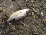 kurohoshi20110419-2