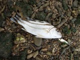 kuwagana20110503-1