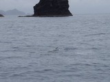 manta20110519