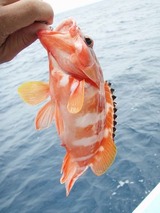hango20110417