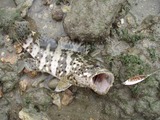 mibai20110521-3