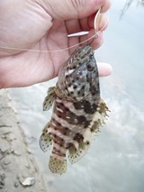 mibai20110604