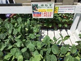 茄子