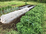 (5)落花生が収穫期