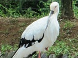 (2)こうのとり